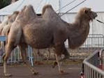 camel 